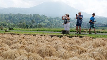 Kementan Jelaskan Produksi Beras di Tengah El Nino Berkepanjangan 2024