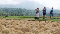 Bikin Turis Kepincut, Begini Proses Panen Padi Beras Merah