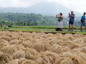 Bikin Turis Kepincut, Begini Proses Panen Padi Beras Merah