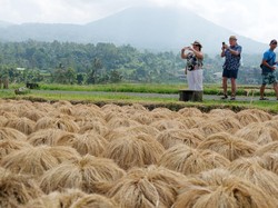 Kementan Jelaskan Produksi Beras di Tengah El Nino Berkepanjangan 2024