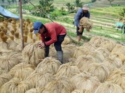 Produksi Beras RI Diprediksi Tembus 34 Juta Ton Tahun Ini