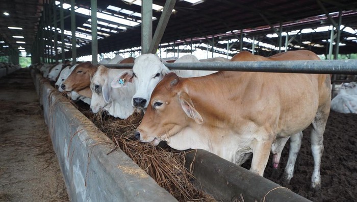 BUMN Pangan Potong Ratusan Hewan Kurban, Konsumsi Protein Hewani Meningkat BUMN Pangan Potong Ratusan Hewan Kurban, Konsumsi Protein Hewani Meningkat