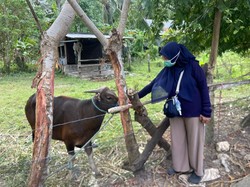 Dinas Pertanian Selayar Pastikan 80 Hewan Kurban Bebas Penyakit Menular