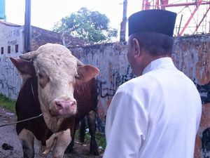 Edy Rahmayadi Kurbankan Lembu Kesayangan yang Dipelihara Sendiri