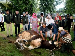 Kurban Sapi Limosin Seberat 1 Ton, Pj Gubsu: Mudah-mudahan Berkah