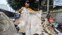 Idul Adha Jadi Berkah untuk Pengepul Kulit Hewan Kurban