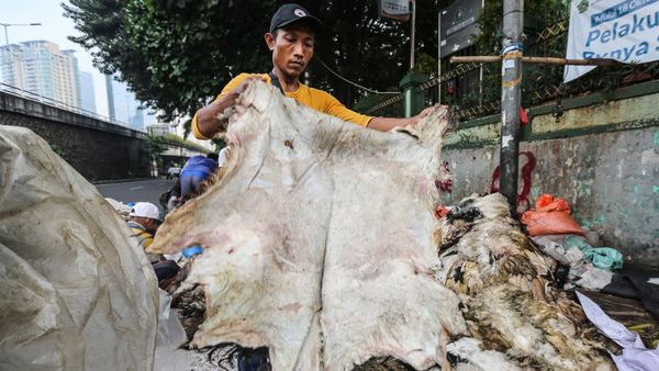 Idul Adha Jadi Berkah untuk Pengepul Kulit Hewan Kurban