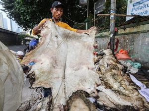 Idul Adha Jadi Berkah untuk Pengepul Kulit Hewan Kurban Idul Adha Jadi Berkah untuk Pengepul Kulit Hewan Kurban