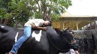 Kebersamaan Irfan Hakim dengan 4 Ekor Sapi Kurban yang Jumbo