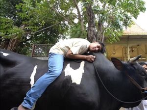 Kebersamaan Irfan Hakim dengan 4 Ekor Sapi Kurban yang Jumbo