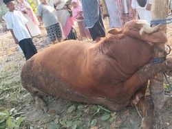Ironi Sapi Kurban Mati Terlilit Tali Sesaat Sebelum Disembelih di Playen