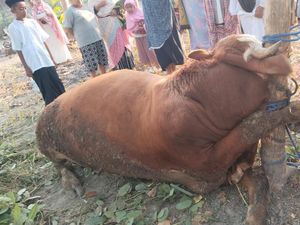Kala Sapi Gagal Jadi Kurban Warga Playen gegara Mati Terlilit Tali Kala Sapi Gagal Jadi Kurban Warga Playen gegara Mati Terlilit Tali