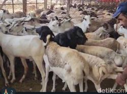 Jemaah Maktour Kurban Puluhan Kambing Gurun hingga Unta