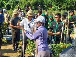 Pemkab Buleleng Panen Cabai di Hutan Kota Seluas 2 Hektare