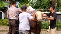 Penyaluran Ratusan Hewan Kurban untuk Warga Membutuhkan