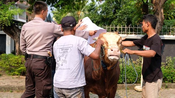 Penyaluran Ratusan Hewan Kurban untuk Warga Membutuhkan