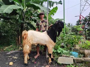 Berkah Idul Adha bagi Peternak di Malang, Kambing Jantan Jadi Primadona