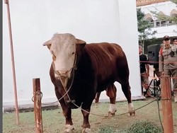 Jokowi Berkurban Sapi Berbobot 1 Ton di Sumbar, Ini Penampakannya