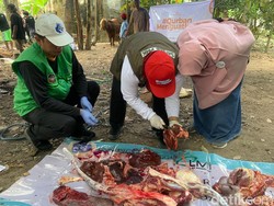 Ratusan Hewan Kurban di Blitar Ditemukan Terjangkit Cacing Hati