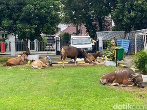 Masjid Al-Azhar Jaksel Kembali Sembelih Hewan Kurban Hari Ini, Total 7 Sapi Masjid Al-Azhar Jaksel Kembali Sembelih Hewan Kurban Hari Ini, Total 7 Sapi