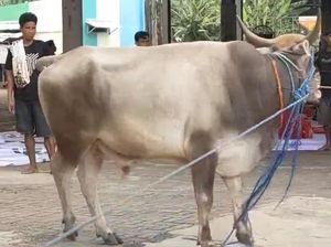 Polisi di Tangsel Memar Duel Lawan Sapi Ngamuk, Sempat Diseruduk