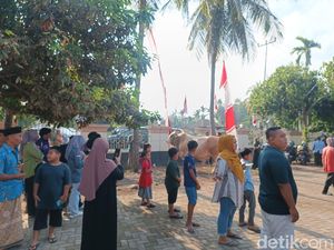 Belum Disembelih, Sapi Kurban Jokowi Jadi Tontonan Warga