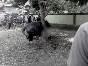 Momen Saat Sapi Kurban Jokowi Berdiri Lagi Setelah Disembelih