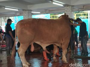 Sapi Milik Prabowo, Gibran hingga Megawati Disembelih di Istiqlal