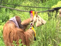 Jelang Final Euro 2024, Orang Utan Ini Ramal Spanyol Juara