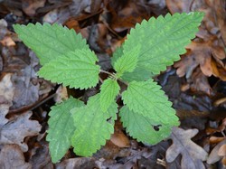 Dikenal Bikin Gatal, Ini 6 Manfaat Daun Jelatang bagi Kesehatan
