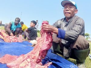 Kegigihan Buruh Tani di Banjarnegara Ikut Kurban, Nabung Rp 10 Ribu Tiap Minggu Kegigihan Buruh Tani di Banjarnegara Ikut Kurban, Nabung Rp 10 Ribu Tiap Minggu