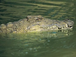 Fakta Ilmiah Buaya, Waspada Ancamannya!