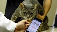 Jepang Bikin Aplikasi Berbasis AI untuk Cek Kesehatan Kucing