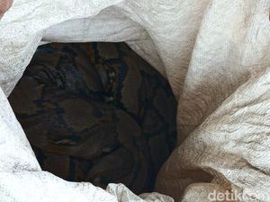 Pantas Ditinggal Warga, Kampung Zombie Pernah Kebanjiran 7 Meter-Banyak Ular