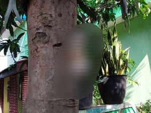 Terkuak Alasan Pria Aniaya-Paku Kucing di Pohon Terkuak Alasan Pria Aniaya-Paku Kucing di Pohon