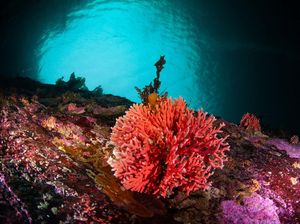 Penemuan Terumbu Karang Merah Langka di Laut Chile Penemuan Terumbu Karang Merah Langka di Laut Chile