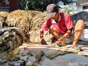 Panen Kulit Hewan Kurban, Pengepul Bojonegoro Ketiban Berkah Idul Adha Panen Kulit Hewan Kurban, Pengepul Bojonegoro Ketiban Berkah Idul Adha