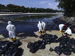 Potret Singapura Berjibaku Bersihkan 400 Ton Tumpahan Minyak dari Pantai Potret Singapura Berjibaku Bersihkan 400 Ton Tumpahan Minyak dari Pantai