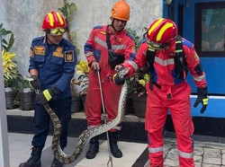 Ular Sanca Mangsa Ayam Ternak di Bogor, Damkar Turun Tangan