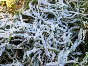Penampakan Embun Es di Dieng Pagi Ini