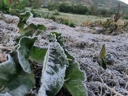 Embun di Dieng Membeku Lagi Pagi Ini
