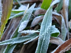 Dieng Membeku! Suhunya Minus 1,7 Derajat Celcius, Embun Es Tebal