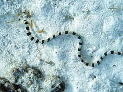 Viral Video Ular Laut di Pantai Gunungkidul, Wisatawan Auto Bubar!