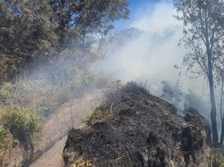 KLHK Duga Kebakaran Savana Gunung Bromo Akibat Ulah Manusia