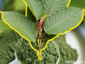 Tanaman Kratom, Kandungan, Manfaat, Ciri-ciri dan Kontroversinya Tanaman Kratom, Kandungan, Manfaat, Ciri-ciri dan Kontroversinya
