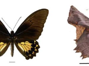 Kepompong Kupu-kupu Raja, Si Mungil dengan Suara Tandingi Kelelawar