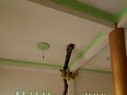 Viral Pohon Nangka Tumbuh Dalam Rumah, Ahli Ingatkan 2 Bahayanya