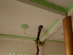 Viral Pohon Nangka Tumbuh Dalam Rumah, Ahli Ingatkan 2 Bahayanya Viral Pohon Nangka Tumbuh Dalam Rumah, Ahli Ingatkan 2 Bahayanya