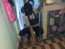 Pemkot Lubuklinggau Minta Warga Waspadai Ular Masuk Rumah