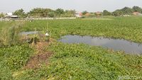 Potret Hamparan Eceng Gondok di Sungai Cimanuk Lama Indramayu